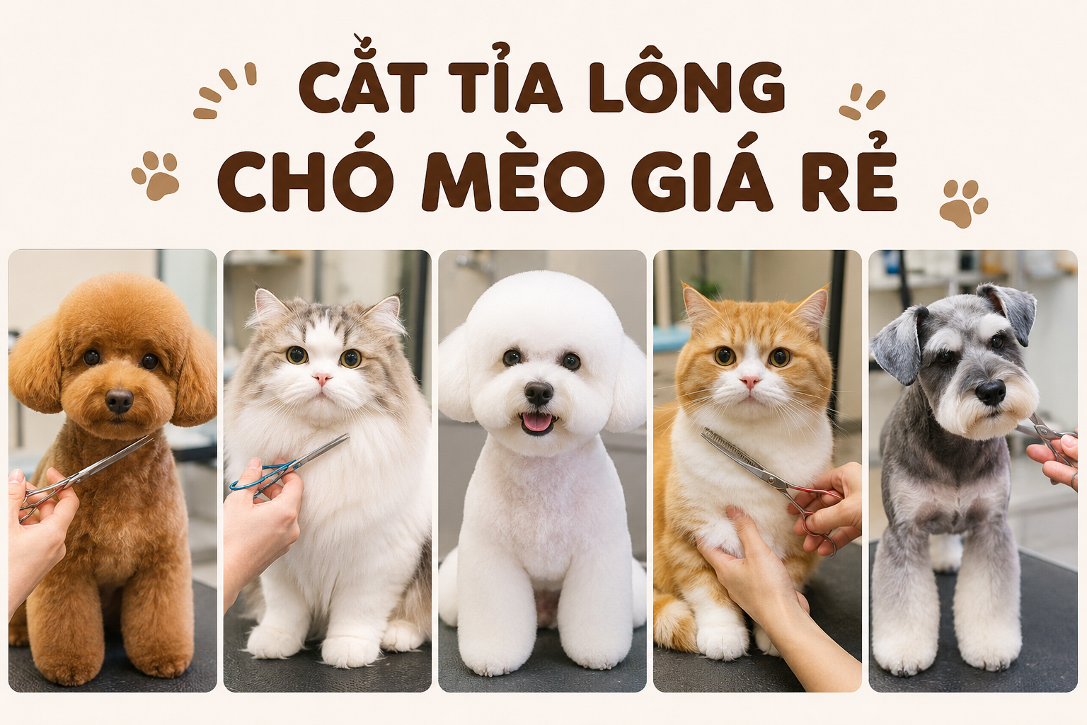 Cắt tỉa lông cho chó mèo giá rẻ